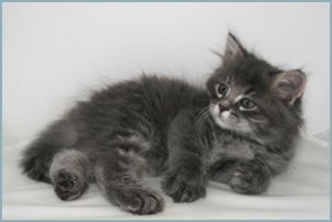 Male Siberian Kitten from Deedlebug Siberians